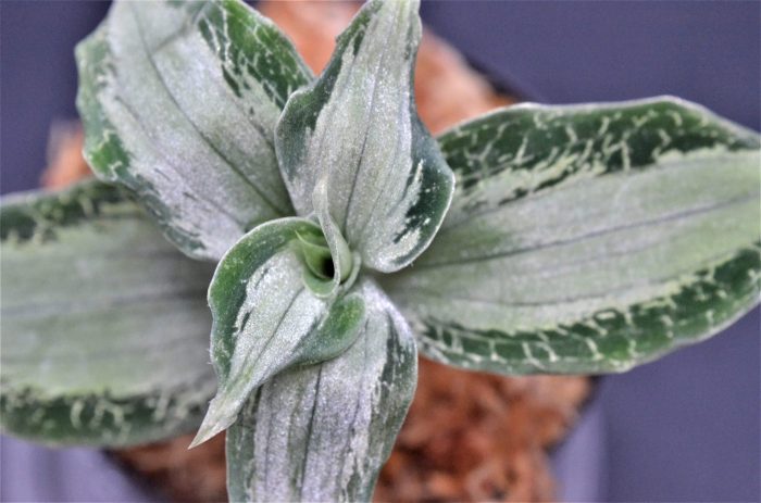Aspidogine argentea