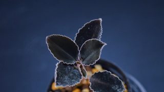 Kuhlhasseltia javanica