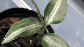 Zeuxine nervosa from South Taiwan