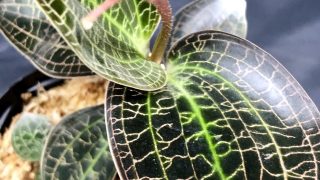 Doosinia marmorata -ボーダーブレイク入手株