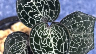 Anoectochilus formosanus 'Polyploid' (キバナシュスラン 4倍体)