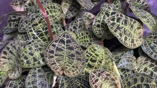 Macodes petola ナンバンカゴメラン