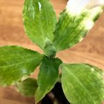 Zeuxine gracilis var. tenuifolia / ヤンバルキヌラン
