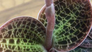 Dossinia marmorata 逆花タイプ