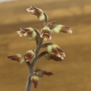 Cystorchis javanica / ジュエルオーキッド/ TheGAKI / シストーチス/ JewelOrchid/ 熱帯植物