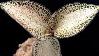 Anoectochilus roxburghii Gold Vein Type