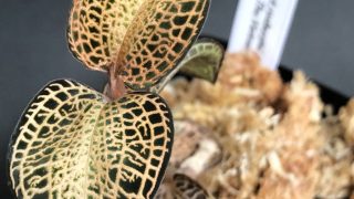 Anoectochilus roxburghii var.Gold Bar,Phu Tho,Vietnam