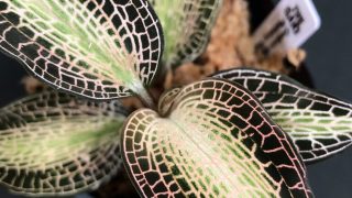 Goodyera rostellata 'Pla Dang' Phattalung,Thailand