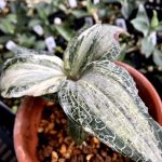 Goodyera hachijoensis variegata-斑入りハチジョウシュスラン