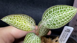 Ludochilus ‘Poly’