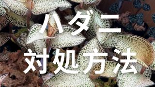ハダニが既に発生している株への対処法